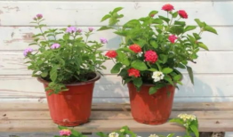 梅州老赖爆料视频最新,揭开债务纠纷背后的真相